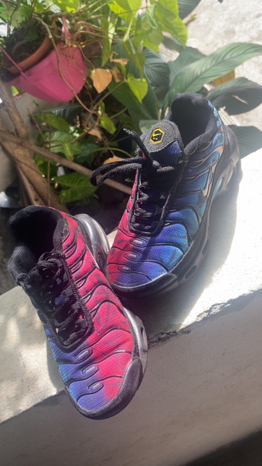 Baskets requin TN